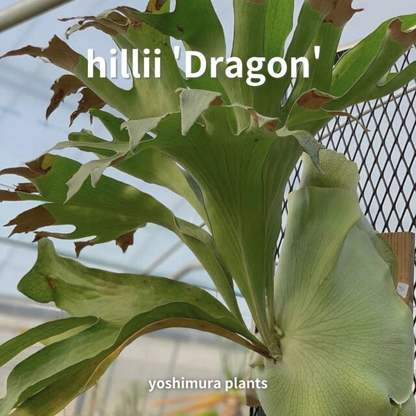[胞子] hillii 'Dragon' ヒリードラゴン ビカクシダ