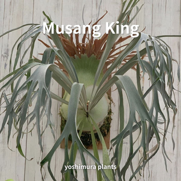 [胞子] Musang King　ビカクシダ
