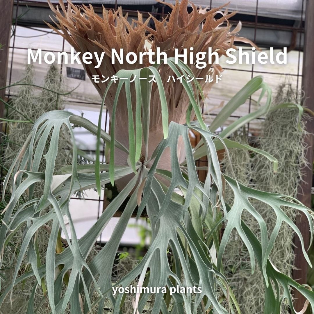 [胞子] Monkey North High Shield　ビカクシダ