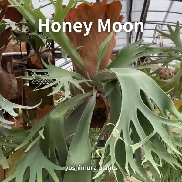 [胞子] P. Honey Moon ハニームーン ビカクシダ