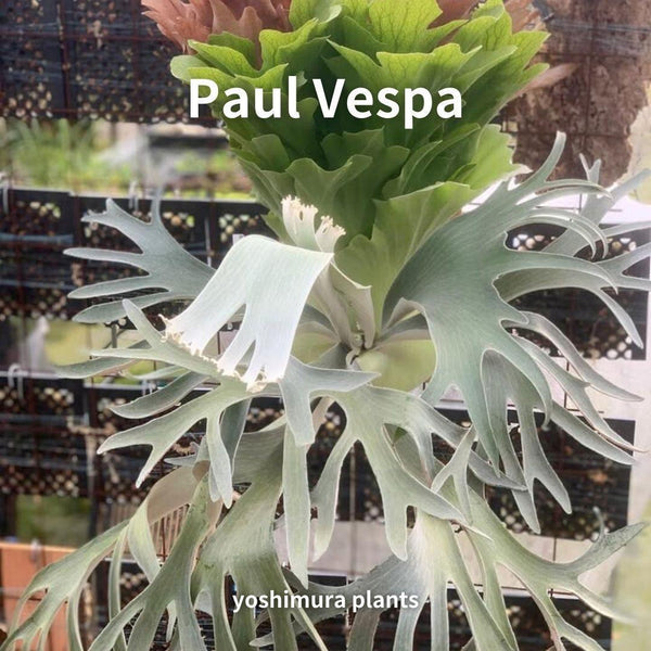 [胞子] Paul Vespa　ビカクシダ