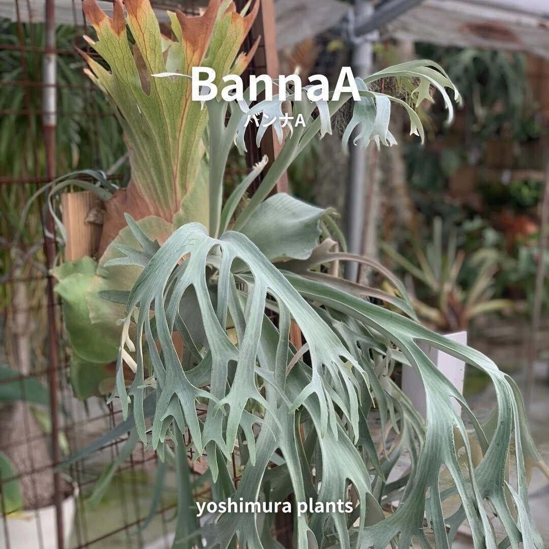 [胞子] BannaA バンナA　ビカクシダ