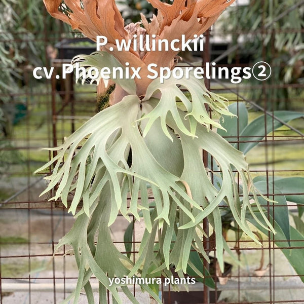 [胞子] willinckii cv.Phoenix Sporelings② ビカクシダ
