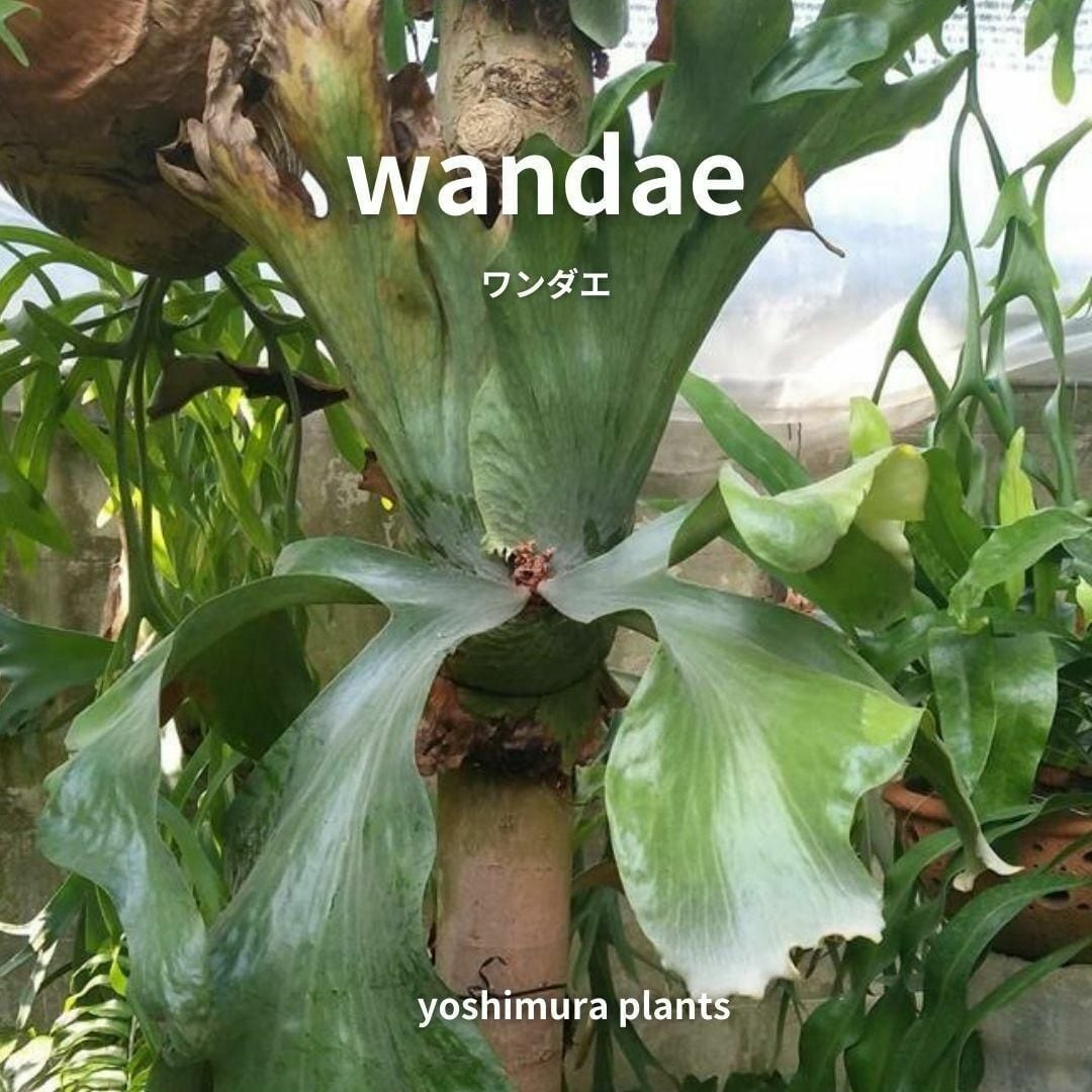[胞子] wandae　ワンダエ　ビカクシダ
