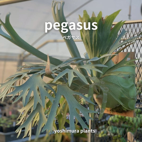 [胞子] pegasus ペガサス　ビカクシダ