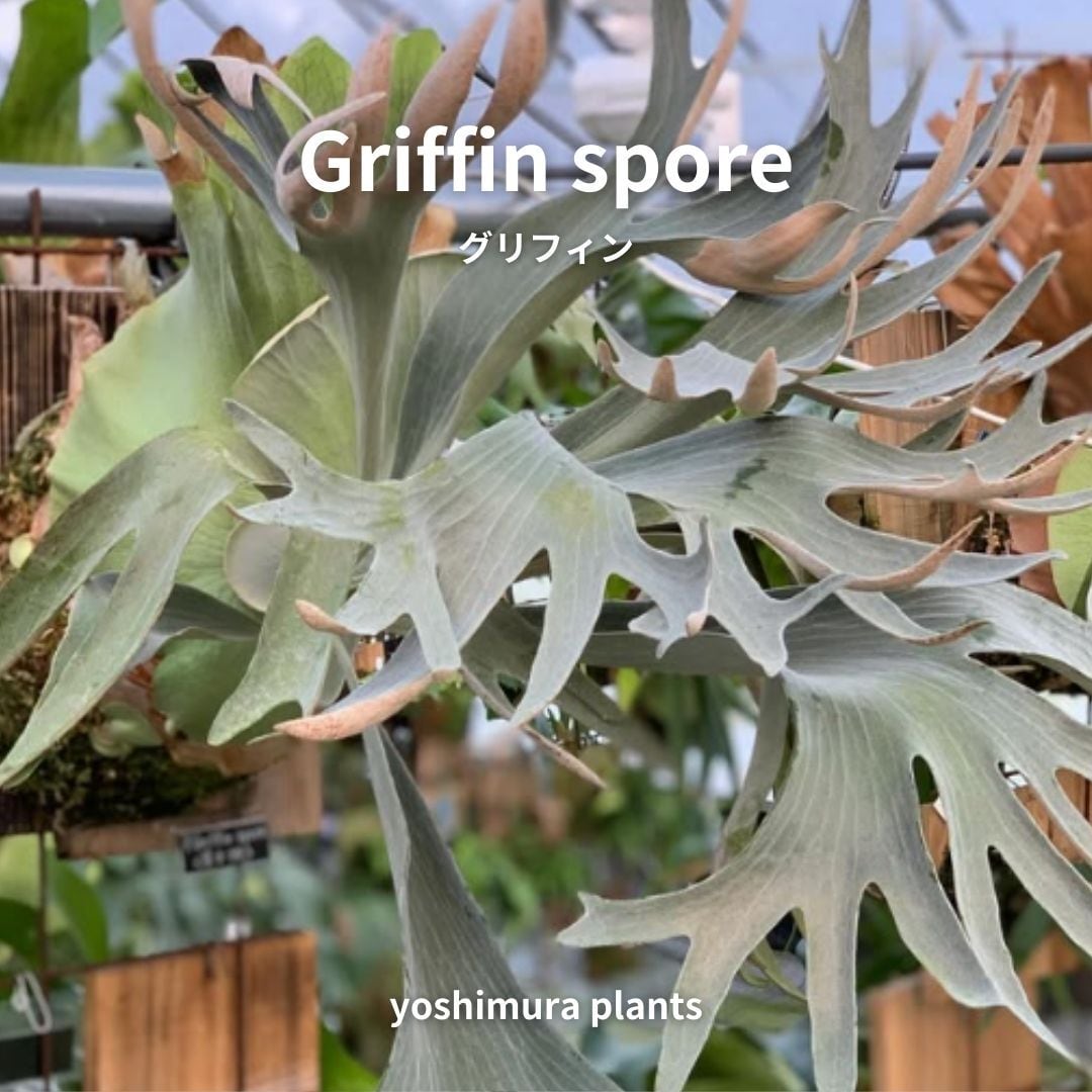[胞子] Griffin spore　グリフィン　ビカクシダ