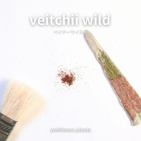 [胞子] veitchii wild　ベイチーワイルド　ビカクシダ