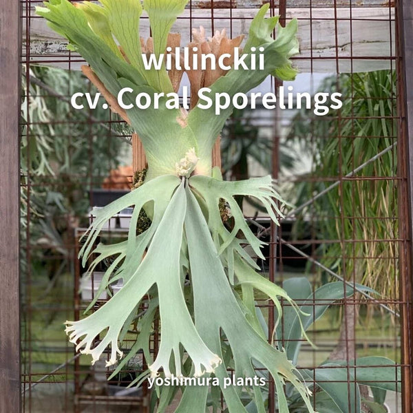 [胞子] P. willinckii cv. Coral Sporelings ビカクシダ