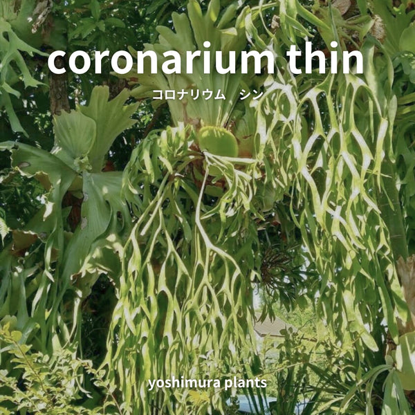 [胞子] coronarium thin コロナリウム　シン
