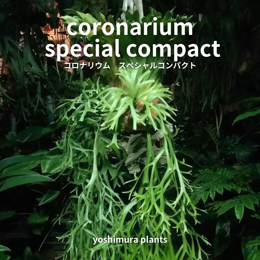 [胞子] coronarium special compact コロナリウム スペシャル コンパクト　ビカクシダ