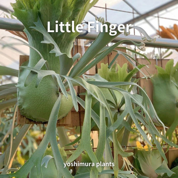 [胞子] Little Finger　リトルフィンガー 　ビカクシダ