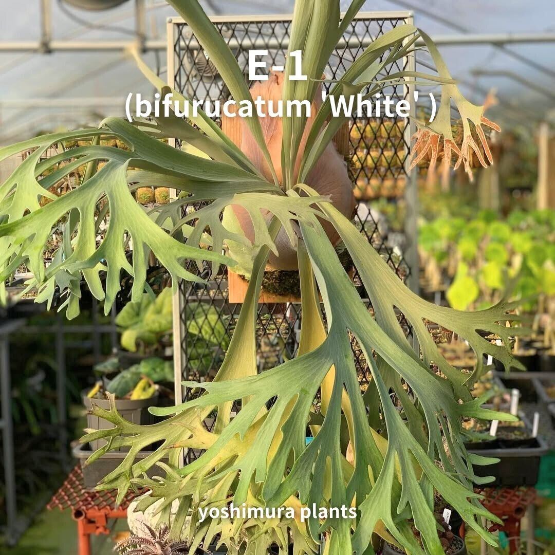 [胞子] E-1  (bifurucatum 'White' ) ビカクシダ