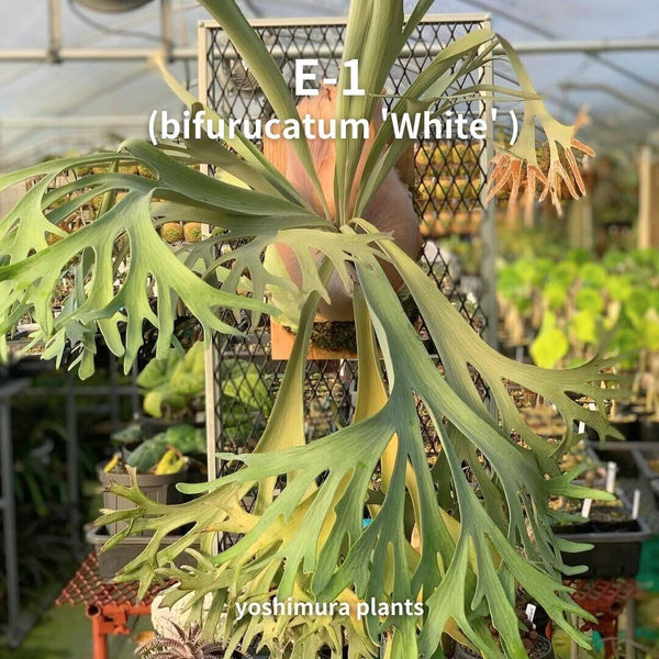 [胞子] E-1  (bifurucatum 'White' ) ビカクシダ