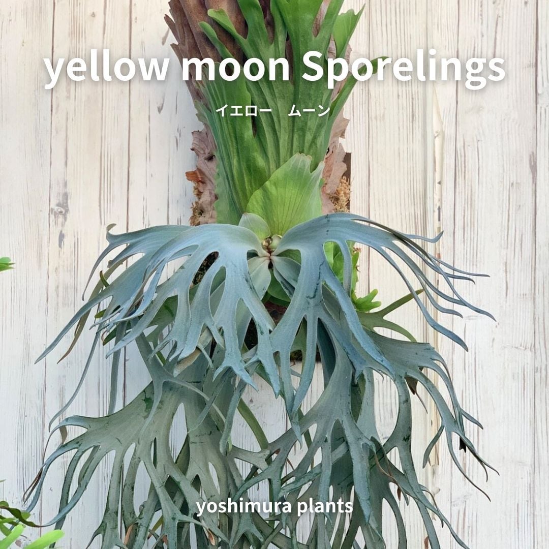 [胞子] yellow moon Sporelings　イエロームーン　ビカクシダ