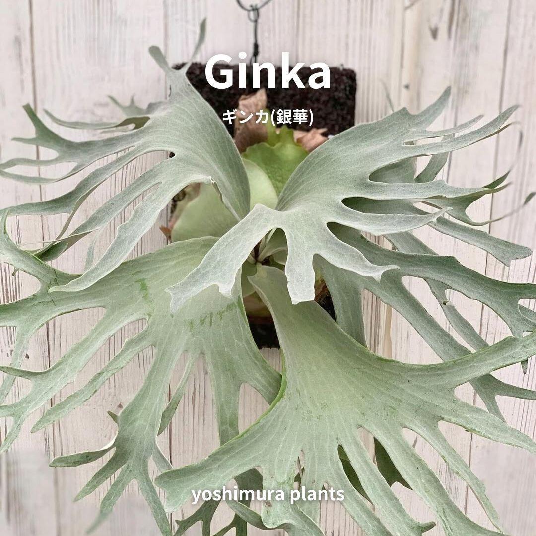 [胞子] Ginka 　ギンカ　銀華　ビカクシダ