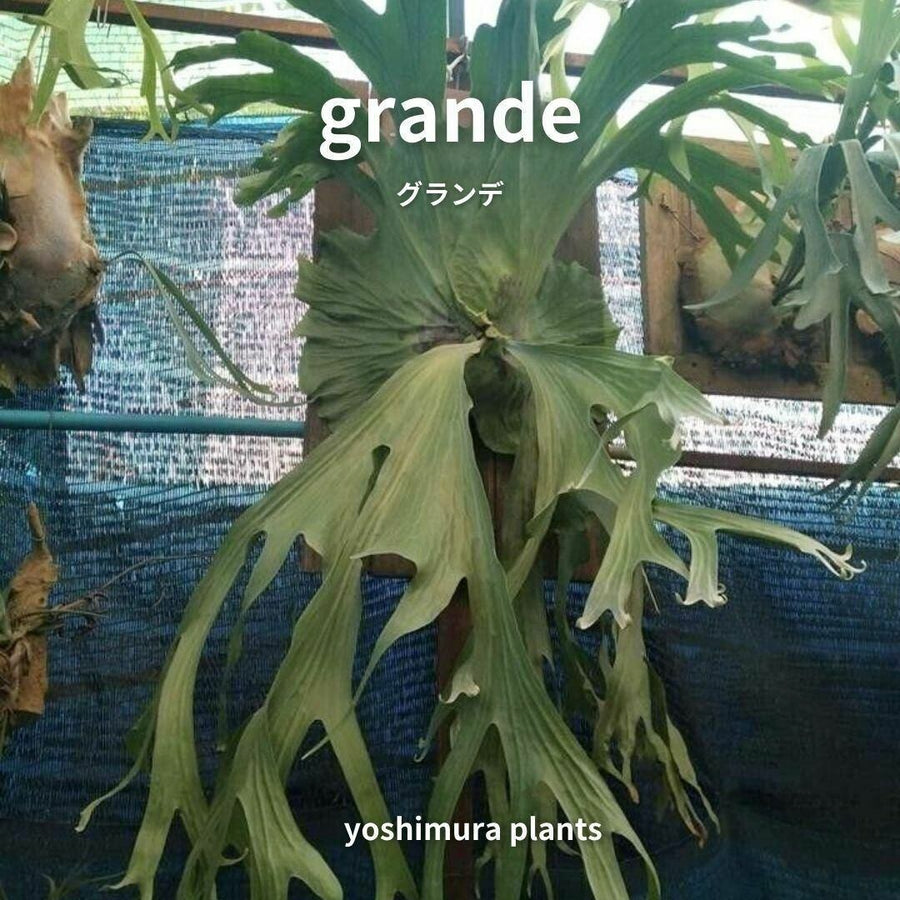 grandeの親株
