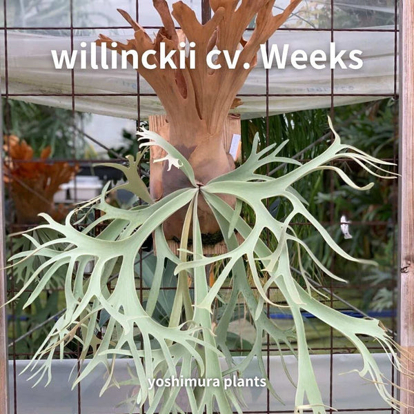 [胞子] P. willinckii cv. Weeks ウィークス ビカクシダ