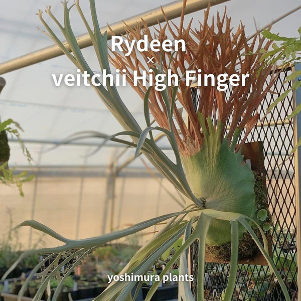 [胞子] Rydeen × veitchii High Finger