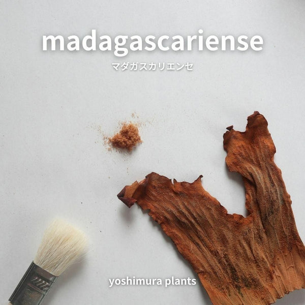 [胞子] madagascariense マダガスカリエンセ ビカクシダ
