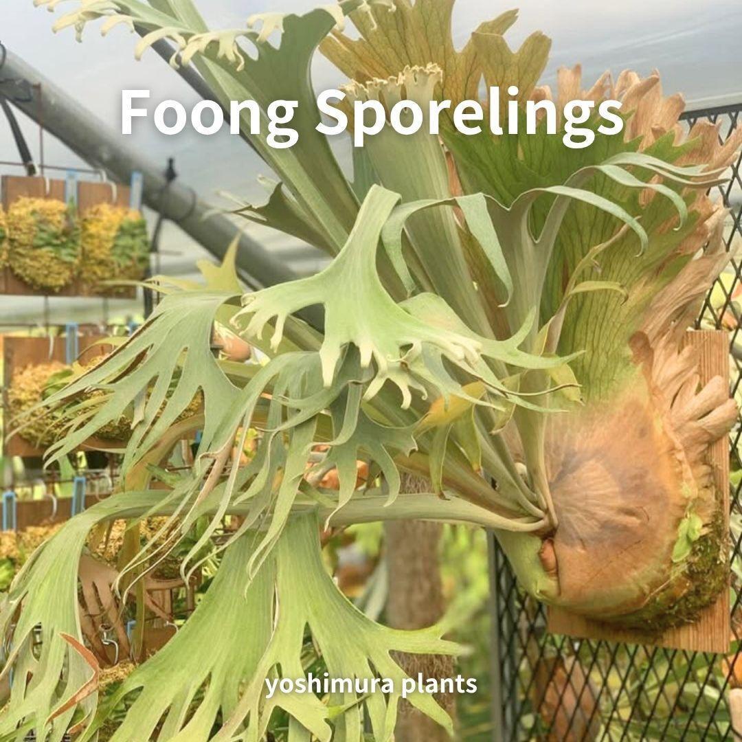 [胞子] Foong Sporelings　ビカクシダ