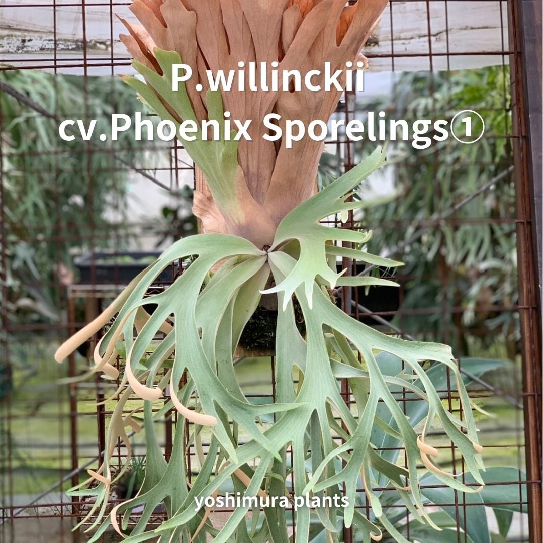 [胞子] willinckii cv.Phoenix Sporelings①　ビカクシダ