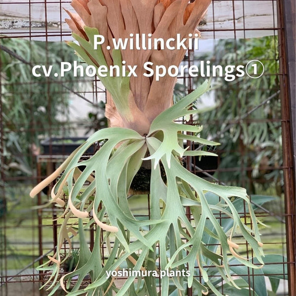 [胞子] willinckii cv.Phoenix Sporelings①　ビカクシダ