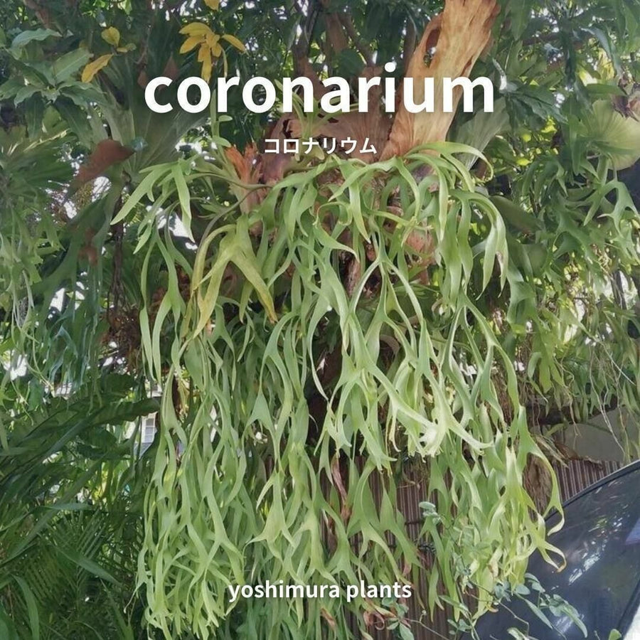 coronariumの親株