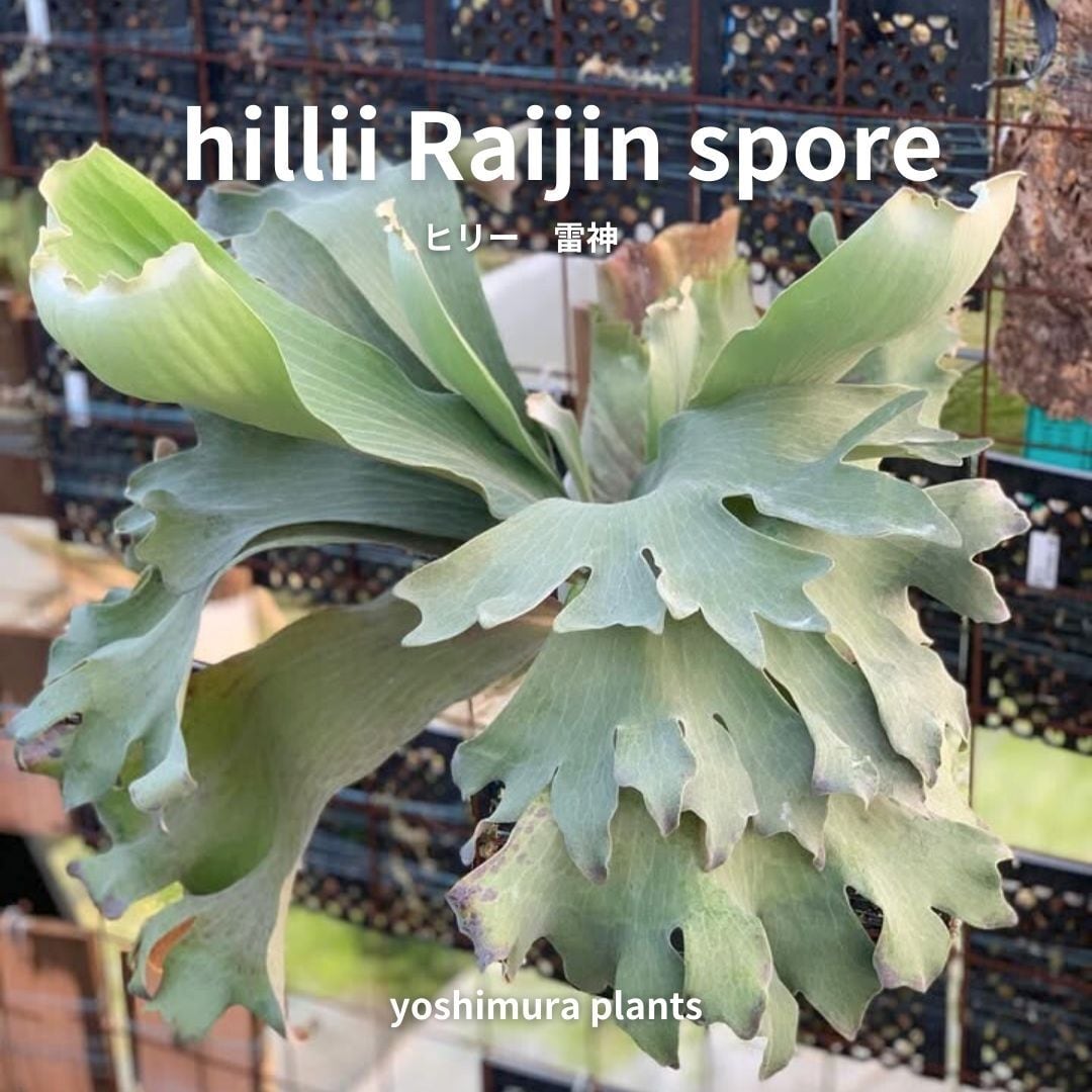 [胞子] hillii raijin spore ヒリー　雷神　ビカクシダ