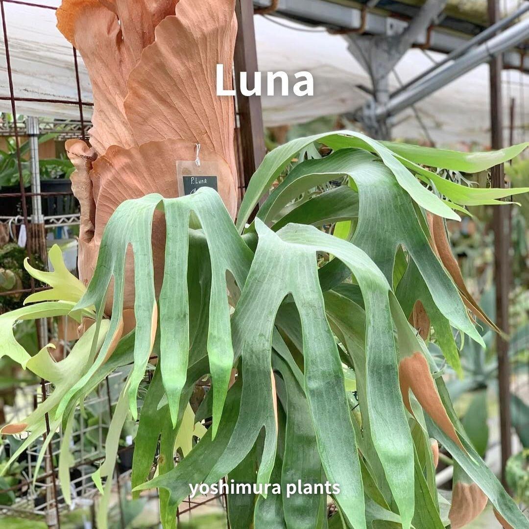 [胞子] Luna 　ビカクシダ