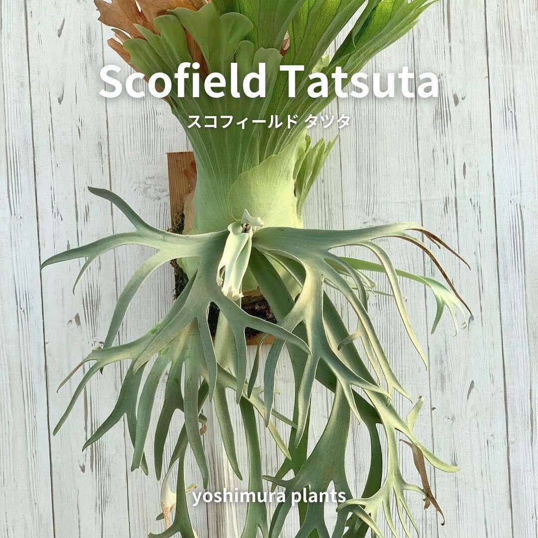 [胞子] Scofield Tatsuta スコフィールドタツタ　ビカクシダ