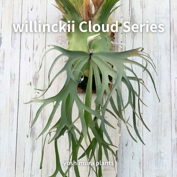 [胞子] P. willinckii Cloud Series クラウドシリーズ ビカクシダ
