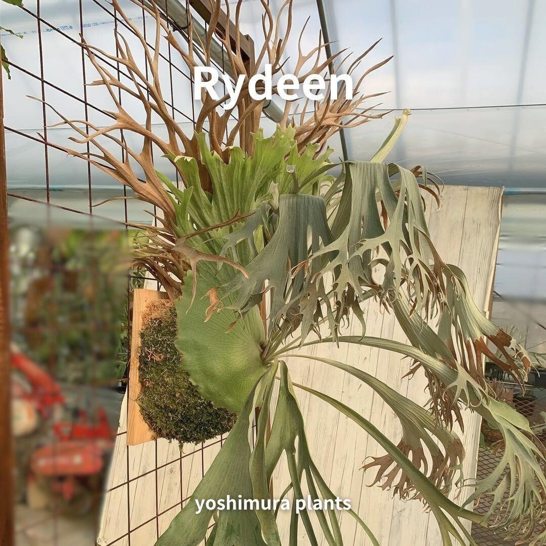 [胞子] Rydeen ライディーン　ビカクシダ