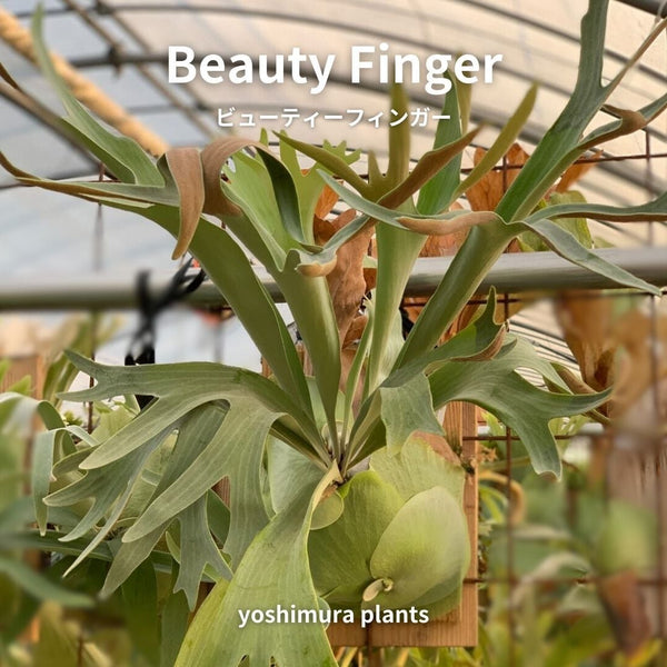 [胞子] Beauty Finger　ビューティーフィンガー　ビカクシダ