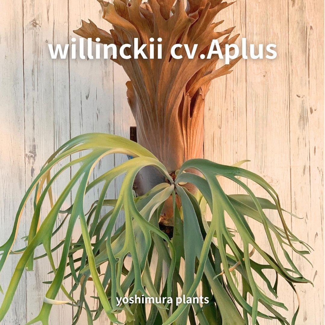 [胞子] willinckii cv.Aplus　アプラス　ビカクシダ