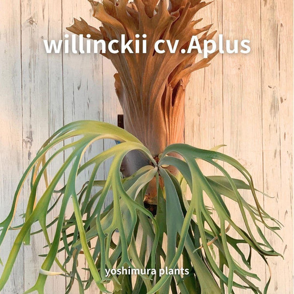 [胞子] willinckii cv.Aplus　アプラス　ビカクシダ