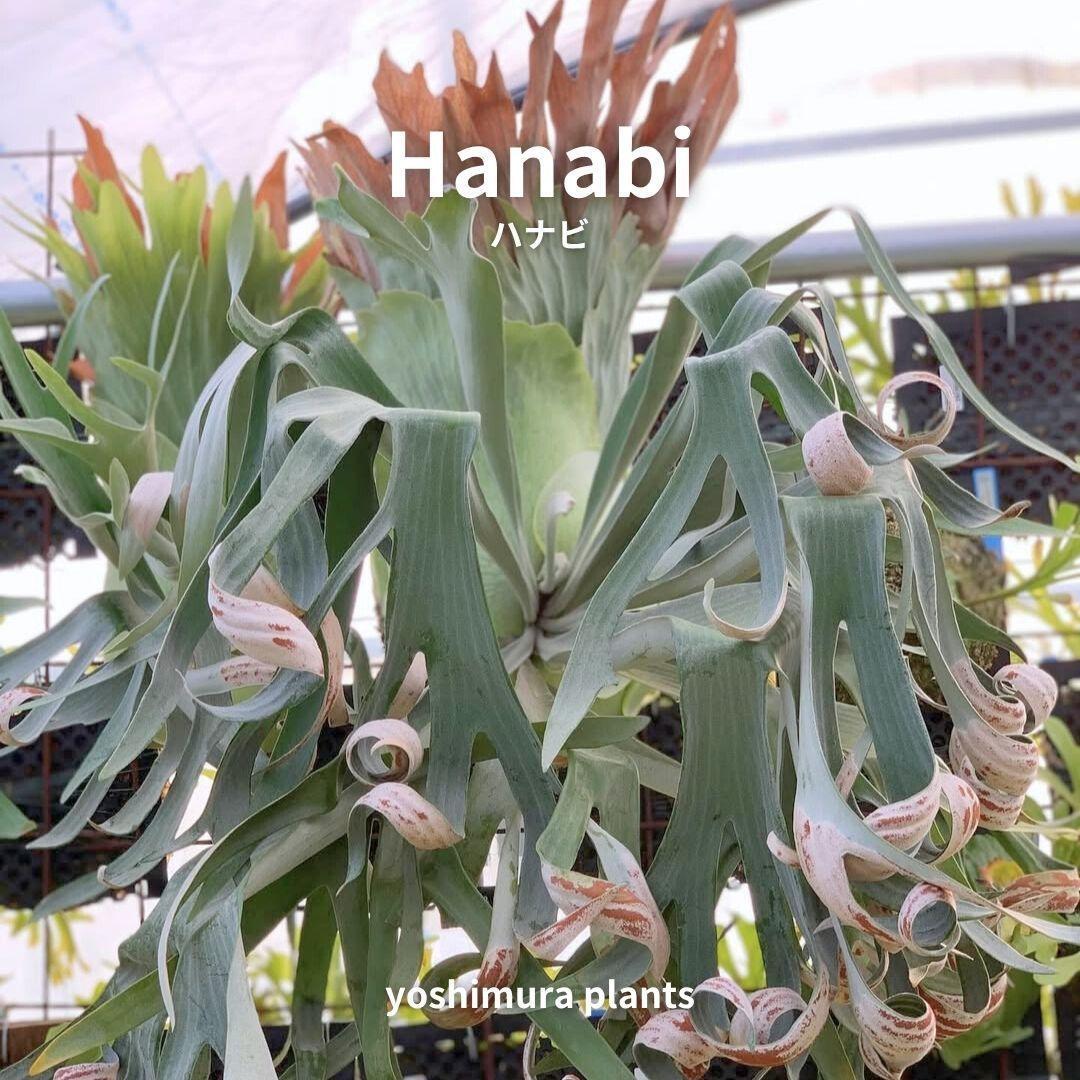 [胞子] Hanabi ハナビ　ビカクシダ