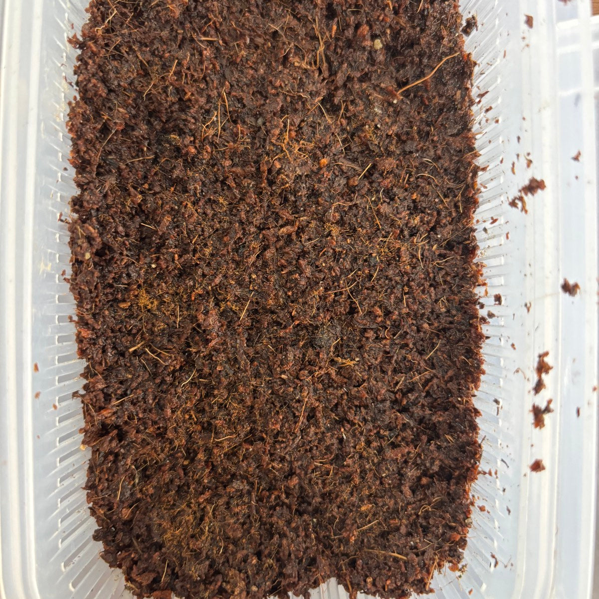 P. ridleyi wideを播種した直後の育成容器