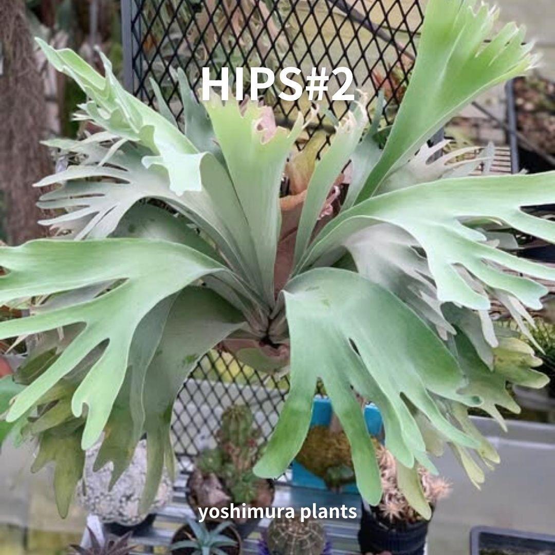 [胞子] HIPS#2　ビカクシダ