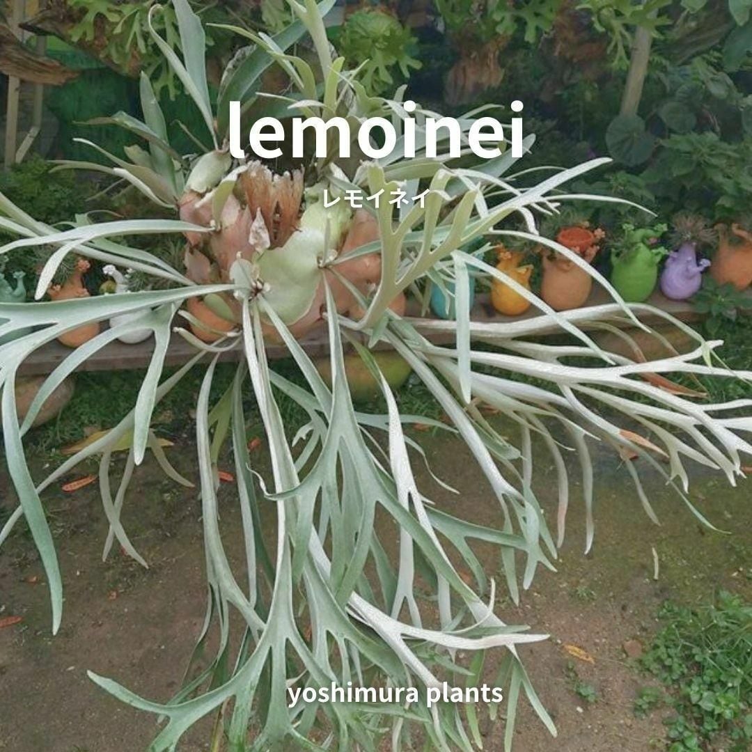 [胞子] lemoinei　レモイネイ　ビカクシダ