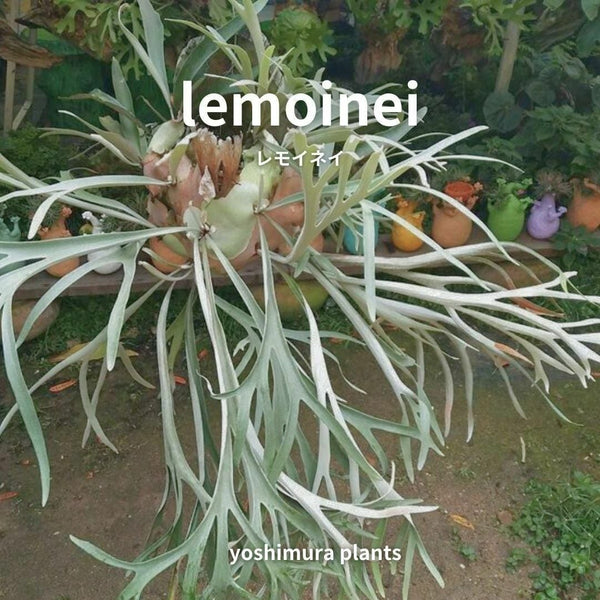 [胞子] lemoinei　レモイネイ　ビカクシダ