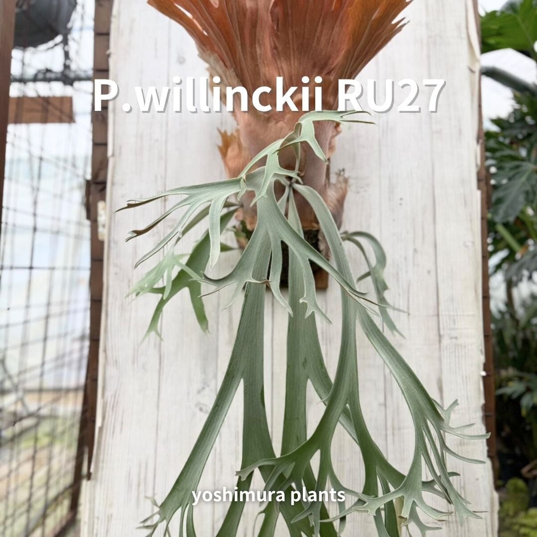 [胞子] willinckii RU27　ビカクシダ