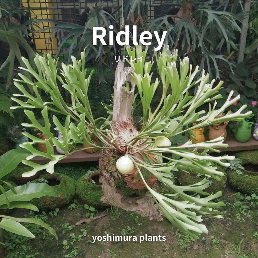 Ridleyの親株