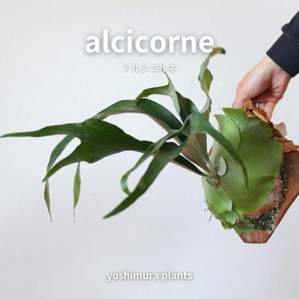[胞子] alcicorne　アルシコルネ　ビカクシダ
