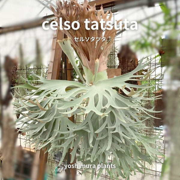 [胞子] celso tatsuta　セルソタツタ　ビカクシダ