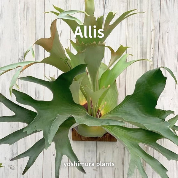 [胞子] Allis　ビカクシダ