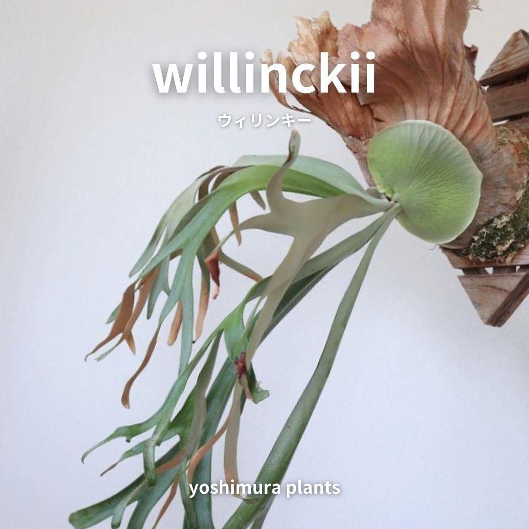 [胞子] willinckii　ウィリンキー　ビカクシダ