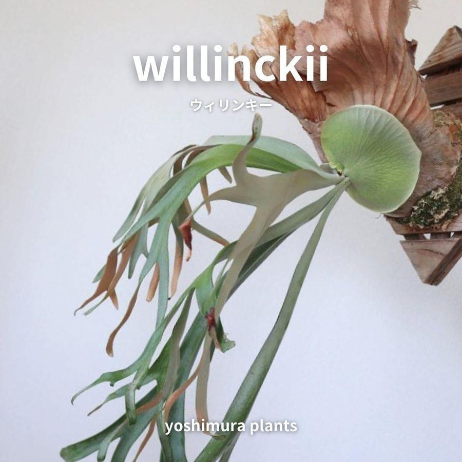 willinckiiの親株