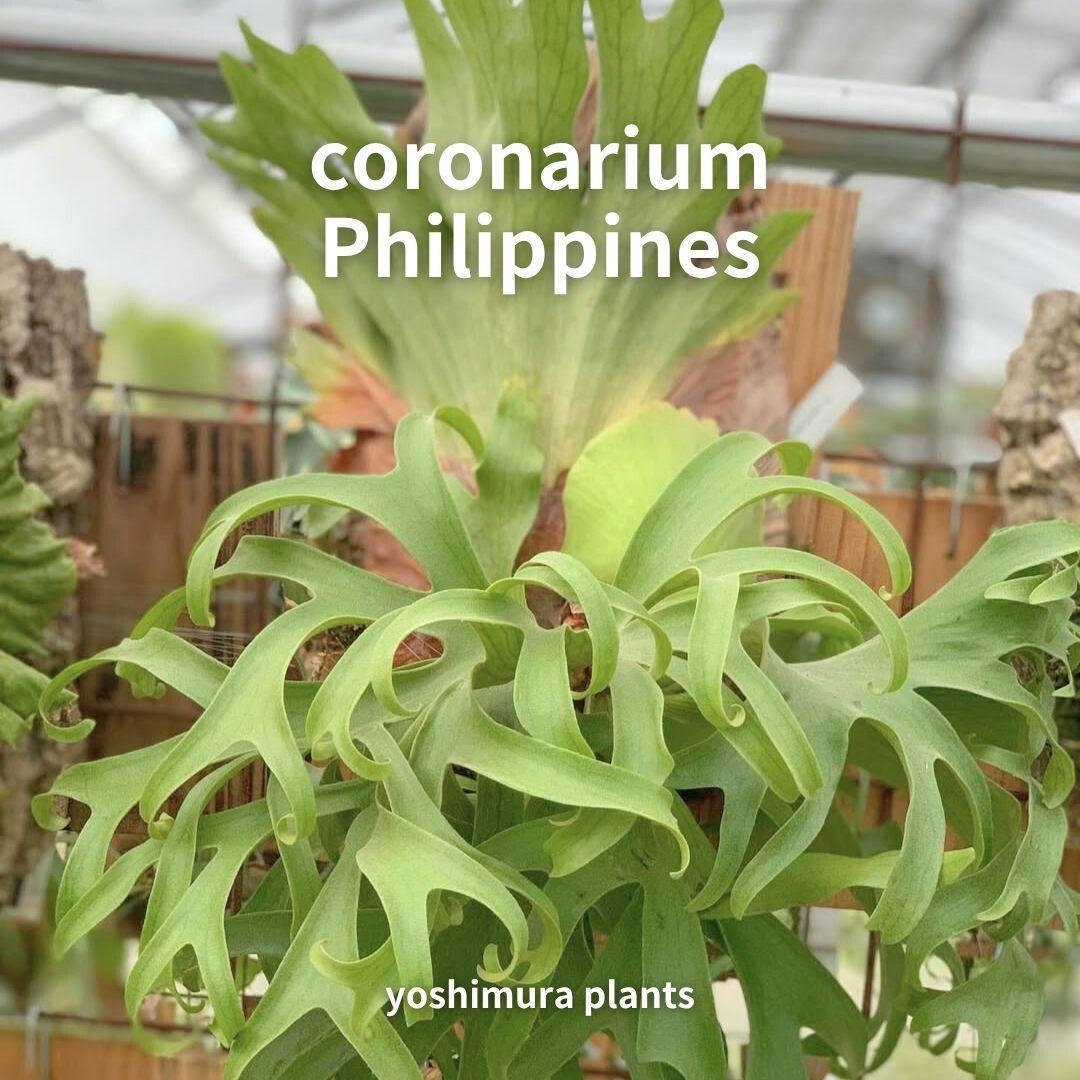 [胞子] coronarium Philippines 　ビカクシダ