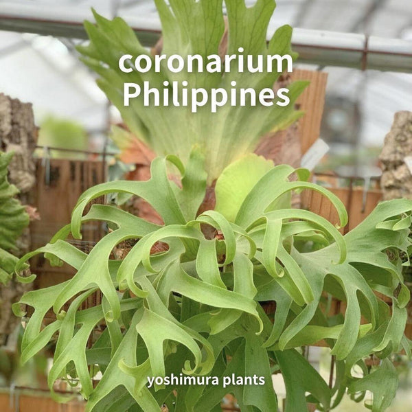 [胞子] coronarium Philippines 　ビカクシダ