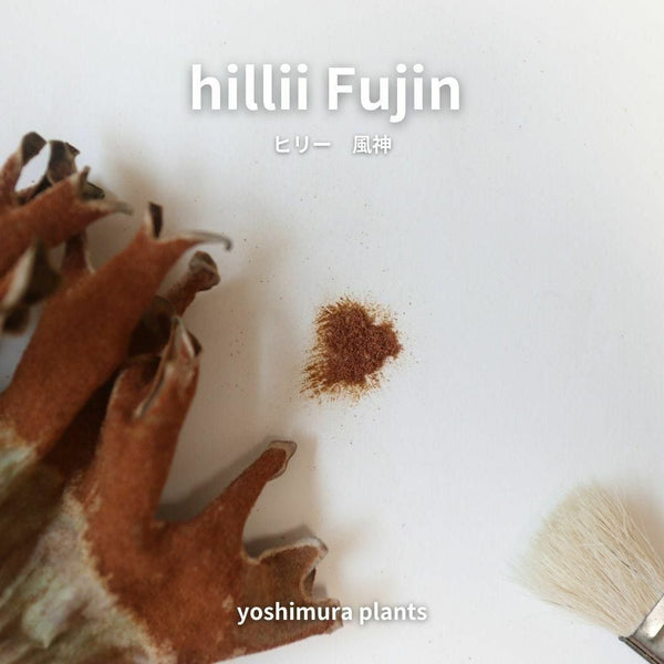 [胞子] hillii Fujin　ヒリー　風神　ビカクシダ